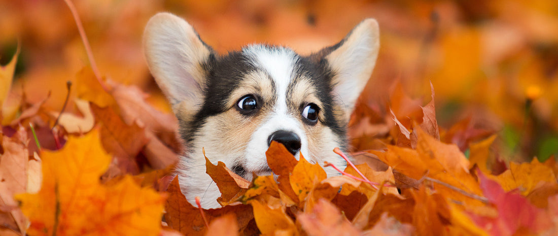 Natural Remedies for Seasonal Pet Allergies: What Works (and What to Avoid)