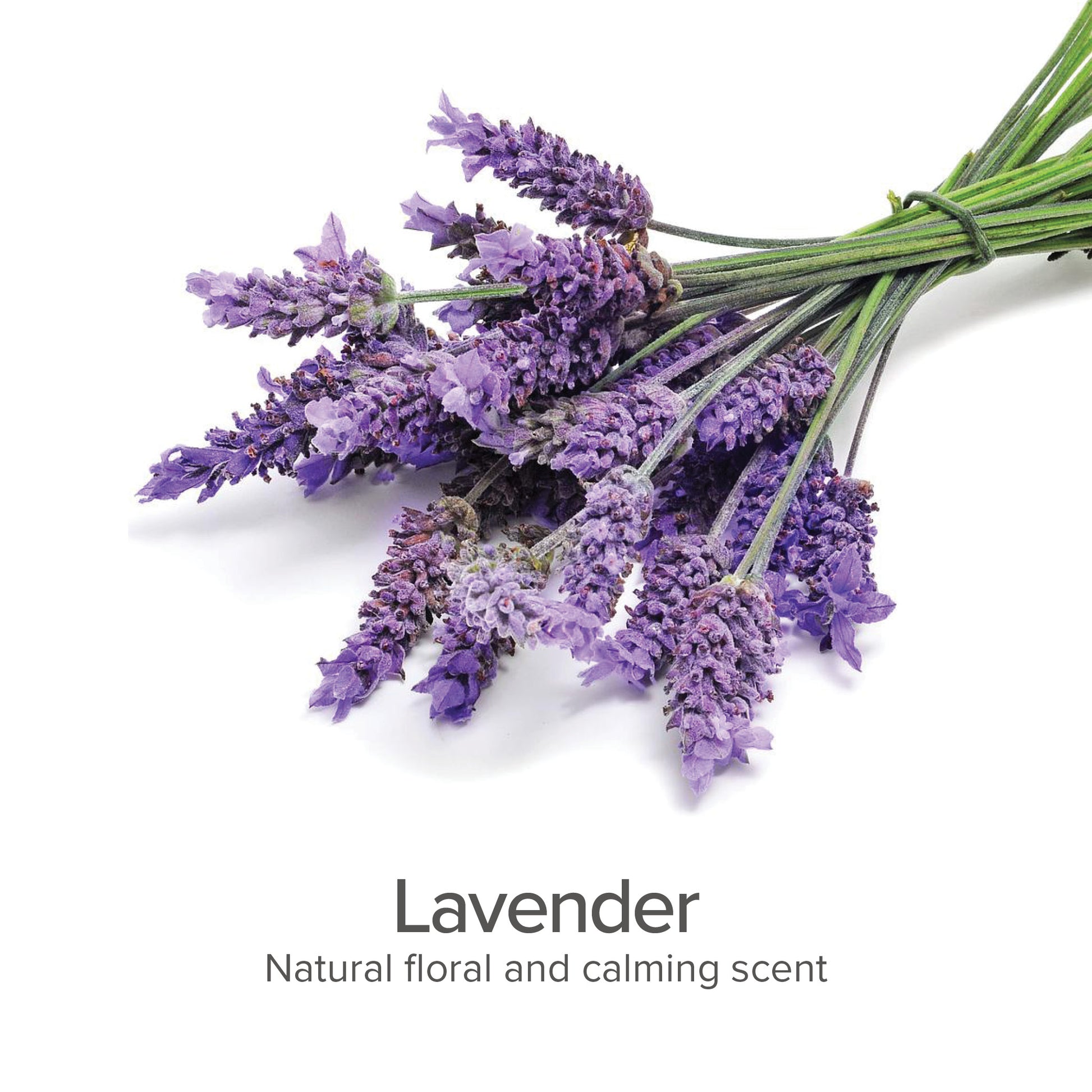 Between Bath Freshener (Lavender) - Pure and Natural Pet