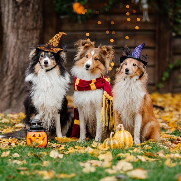 Pet Safety on Halloween