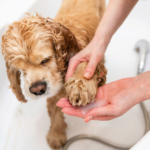 Pawsitively Clean: Caring for Your Pet’s Paws