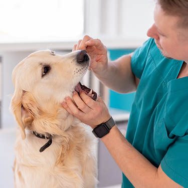 Pet Hygiene (Dental Hygiene)