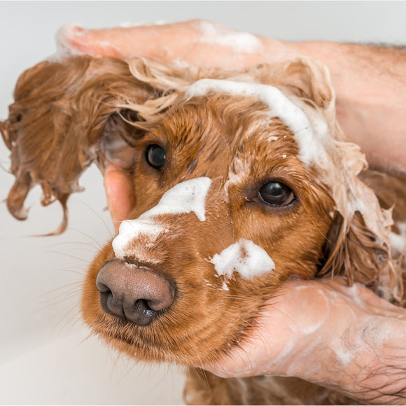 Essential Dog Hygiene Tips for Happy and Healthy Pets