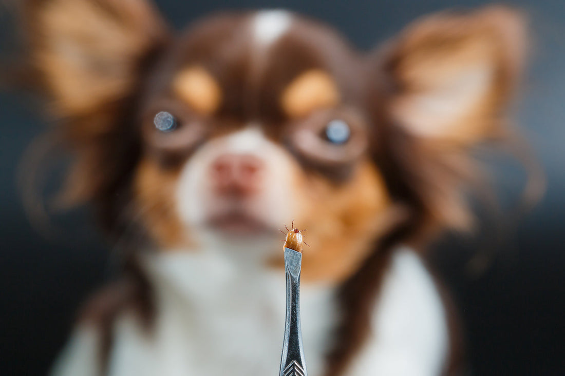 Springtime Pet Care: Protecting Your Dog from Fleas and Ticks