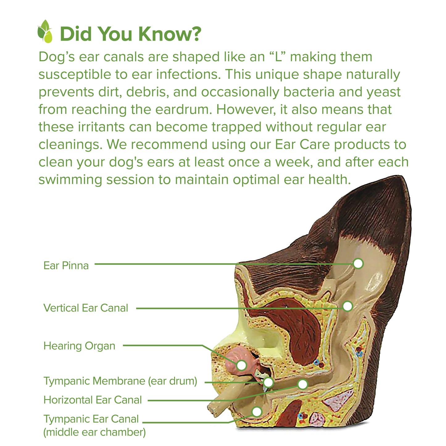 Ear Cleansing Serum - Pure and Natural Pet
