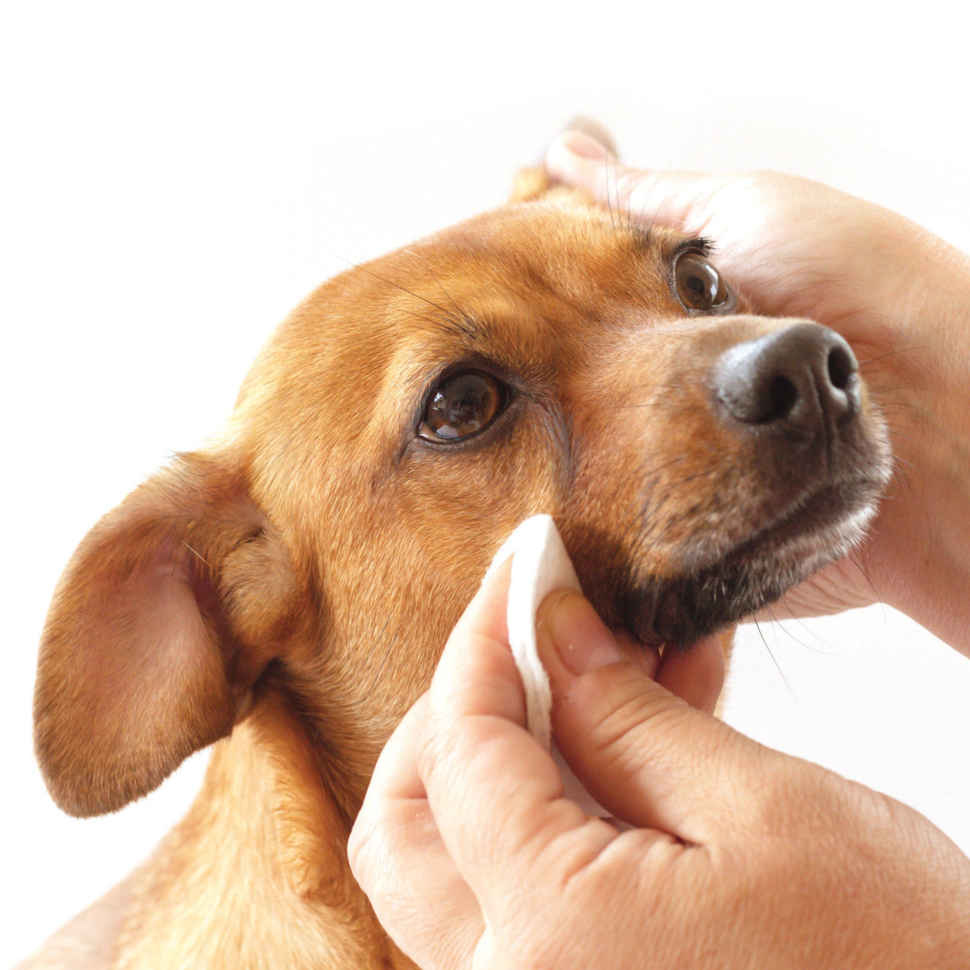 Tear Stain Removing Under Eye Wipes - Pure and Natural Pet