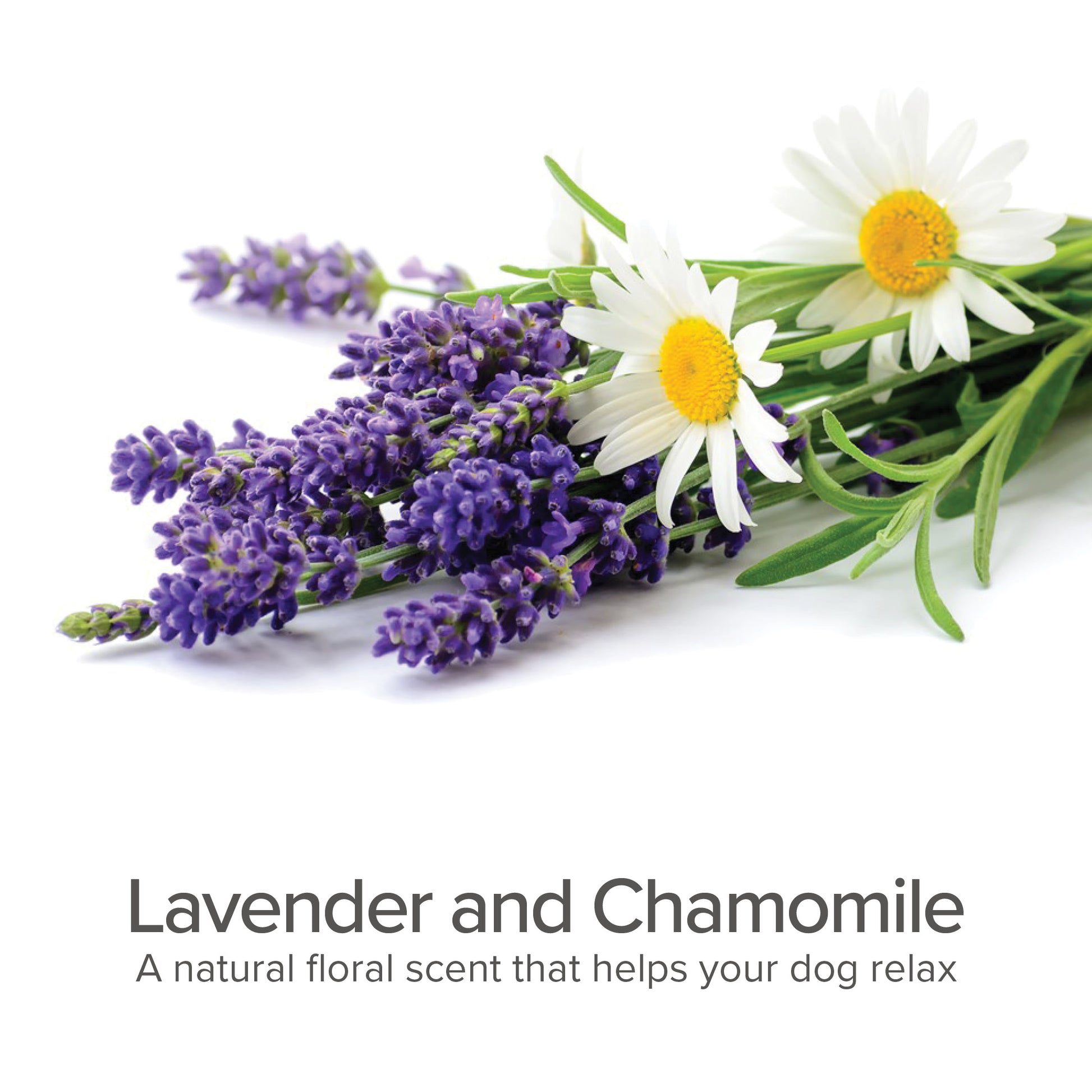 4-IN-1 Daily Shampoo & Conditioner (Lavender & Chamomile) - Pure and Natural Pet