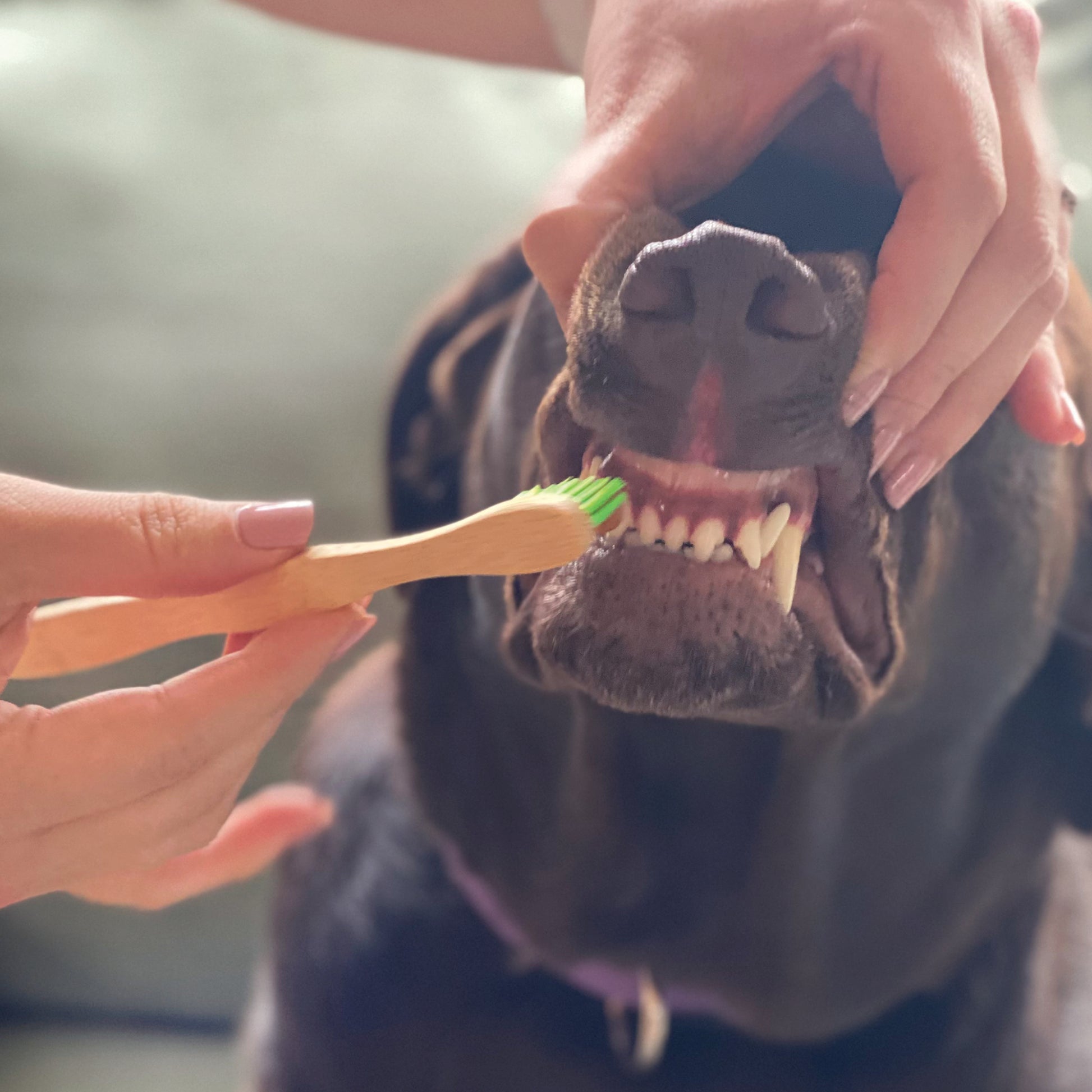 Tooth Gel and Bamboo Toothbrush for Large Dogs Organic Dental