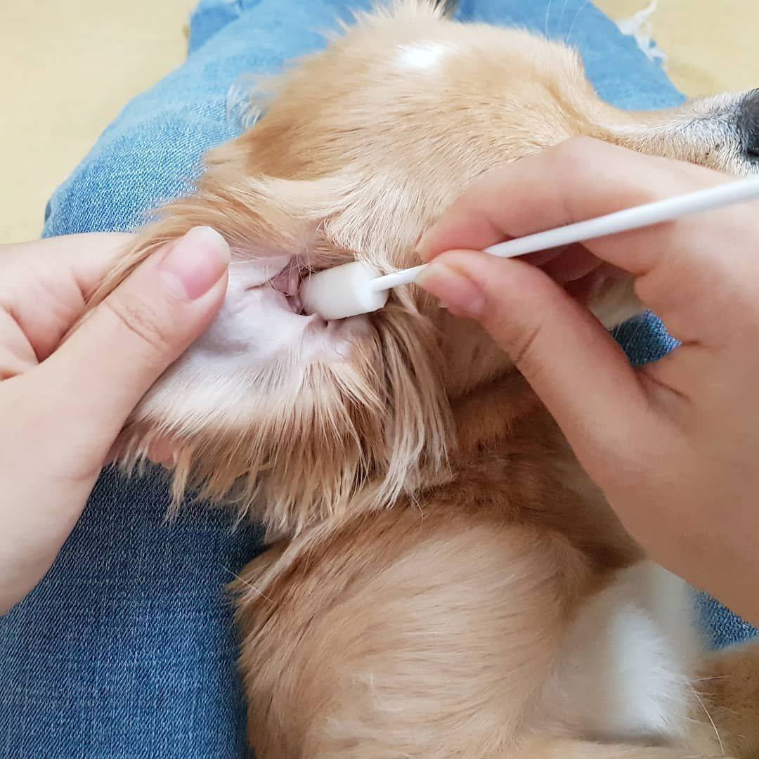 Ear Cleansing System - Pure and Natural Pet